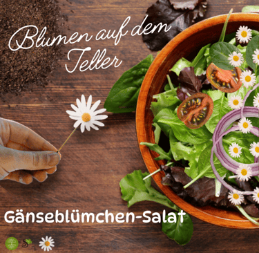 Gänseblümchen-Salat zubereiten