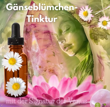 Gänseblümchen-Tinktur DIY