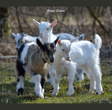 Dwarf goats