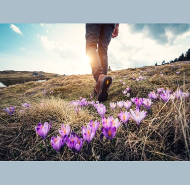 Hiker in spring with crocuses at his feet