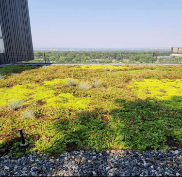 Green Roof Example Photo: Green Roofs of Colorado