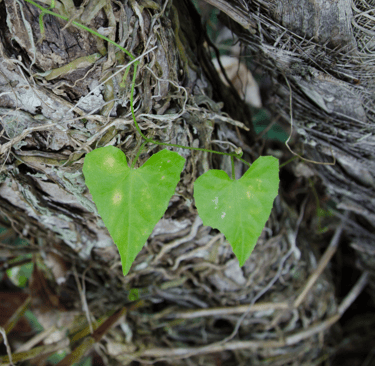 Heart shaped leaves