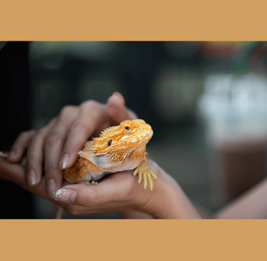 someone holding their pet bearded dragon