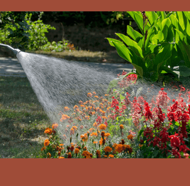 Watering flowers with grey water helps with sustainability