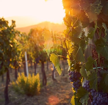 world-class wineries