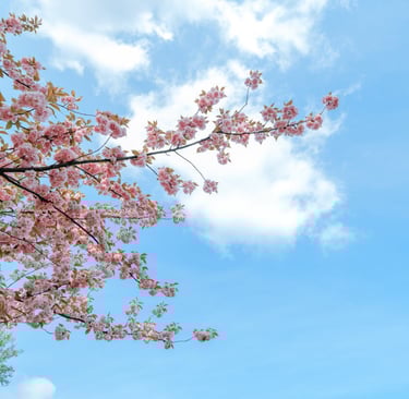 cherry blossom