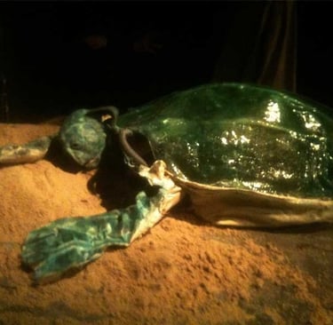 David Noir en costume de tortue | Marée Haute | Photo Adrien Solis