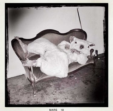 David Noir | Rat sur canapé | Photo Nicole Bergé