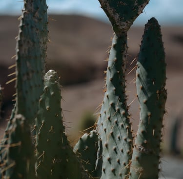 cactus photo - Studio Fauvve