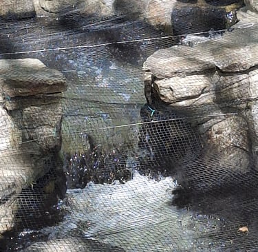 Photo showing a fish in the middle of jumping up one of the fish ladder rungs