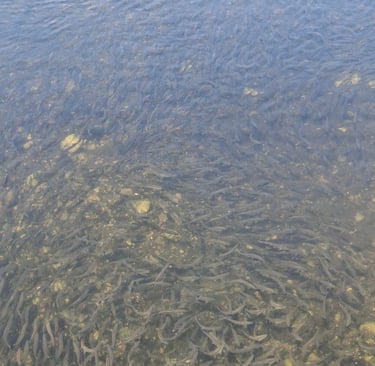 Photo of a large school of alewives
