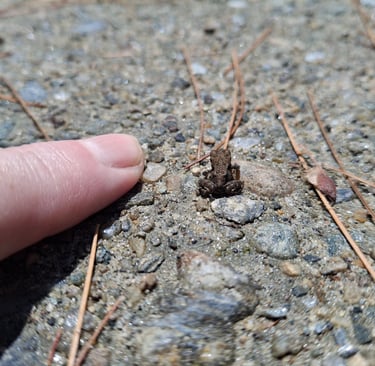 an itty-bitty frog with a finger for scale