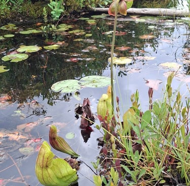 pitcher plants and their flower