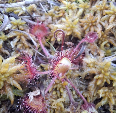 Sundews