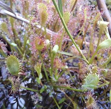 Sundews