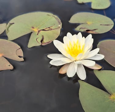 Lilies - I never get tired of them