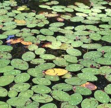 Lily pads after a rain