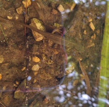 A newt