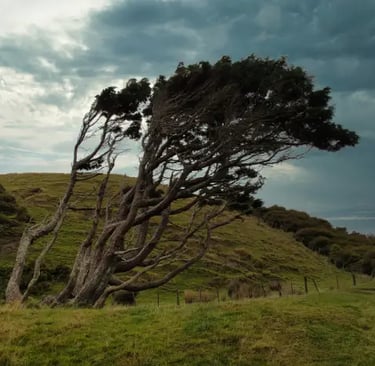 Arbre couché par le vent dans un paysage pastotal