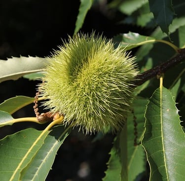 Feuille et fruit de châtaignier