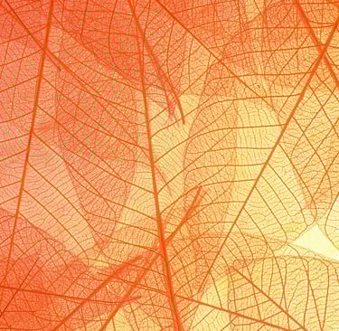 background image - a close up of a semi transparent plant leaf on a bright white background