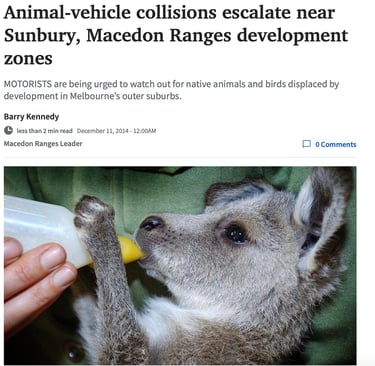 Animal-Vehicle Collisions Escalate Near Sunbury, Macedon Ranges Development Zones