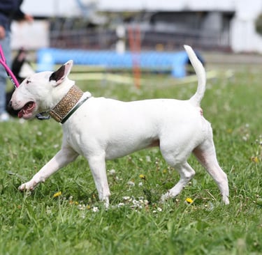 Bullterrier Ole beim Training