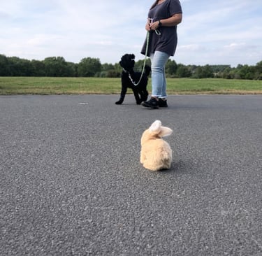 Schwarzer Hund beim Chill-Mal-Kurs der Hundeschule Riotdog in Hannover