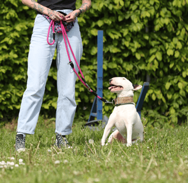 Bullterrier Ole beim Leinenführigkeitskurs