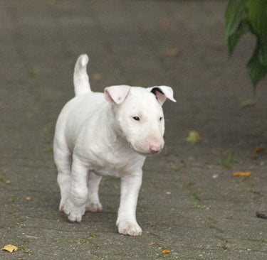 Bullterrier Welpe