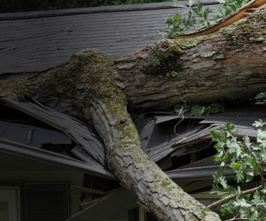 Tree fell on roof