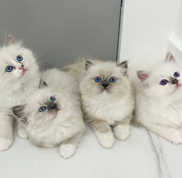 Ragdoll Litter