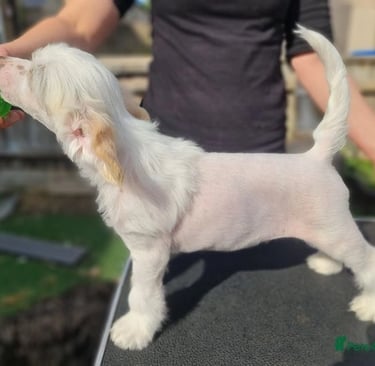 Chinese Crested puppies for sale