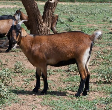 Heritage Texas Range Goat - Doeling (young female).