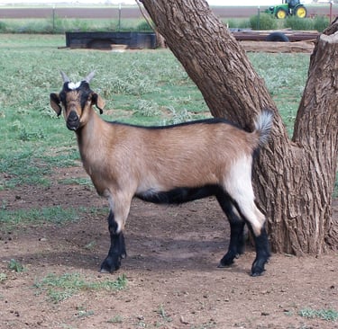 Heritage Texas Range Goat - Doeling (young female).