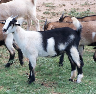 Heritage Texas Range Goat - Doeling (young female).