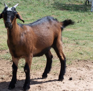 Heritage Texas Range Goat - Doeling (young female).