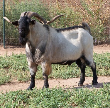 7 year old Heritage Texas Range Goat herd sire.