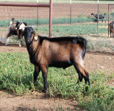 Heritage Texas Range Goat - Buckling.