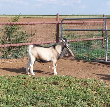 Heritage Texas Range Goat - Buckling.