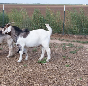 Fancy F1 fat wether (castrado).