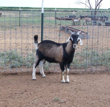 Heritage Texas Range Goat - Buckling.