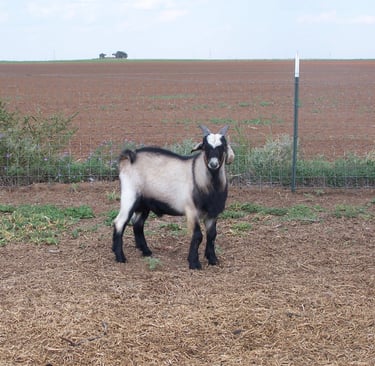 Heritage Texas Range Goat - Buckling.