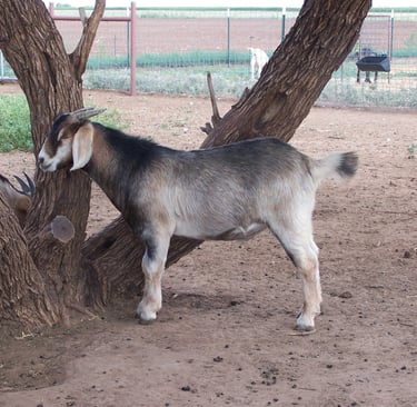 Fancy F1 fat wether (castrado).