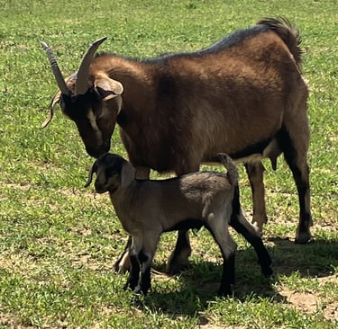 Heritage Texas Range Goat - Doe & Kid.