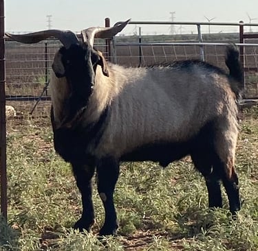 4 year old Heritage Texas Range Goat herd sire.