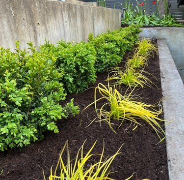 Low Maintenance Landscape