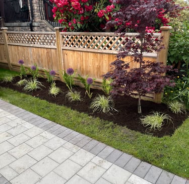 Garden Bed With Sedges, Alliums, and Red Maple