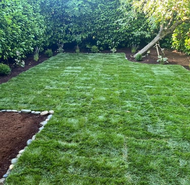 BackYard landscape