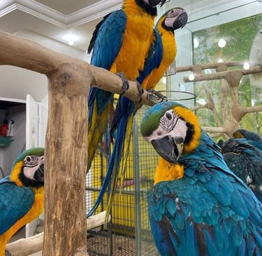 Blue and Gold macaws for sale exoticmacawparrots.com